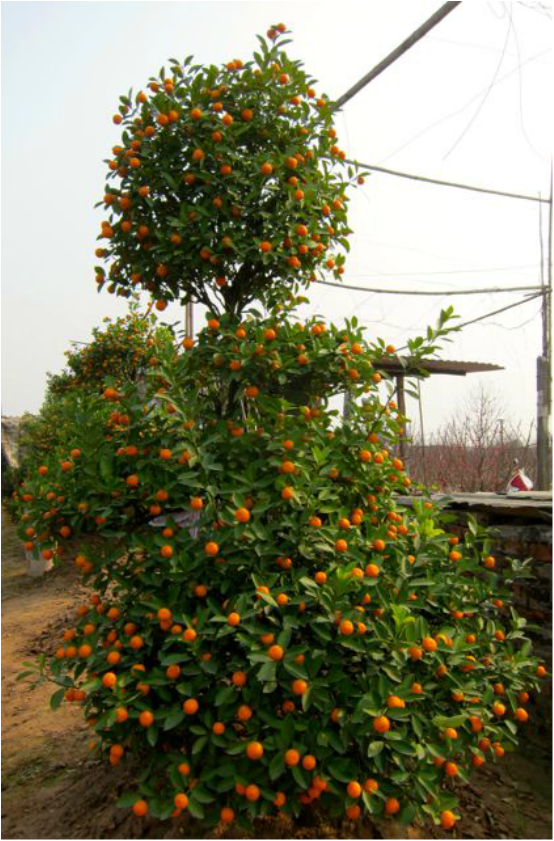 Kumquat Tree for TET