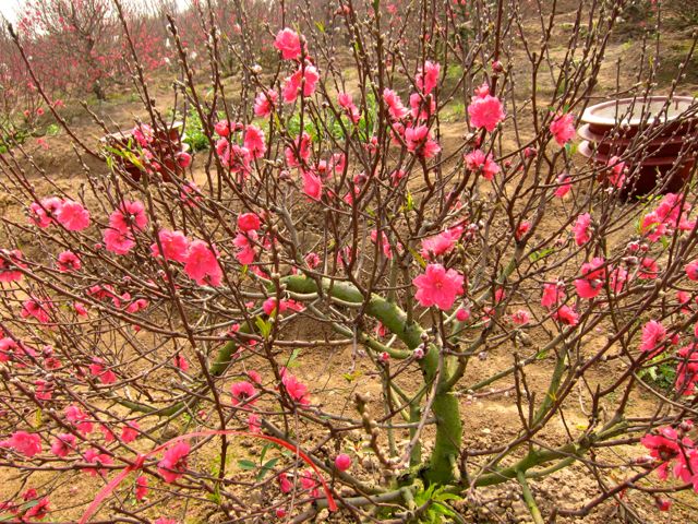 Peach Blossoms for TET