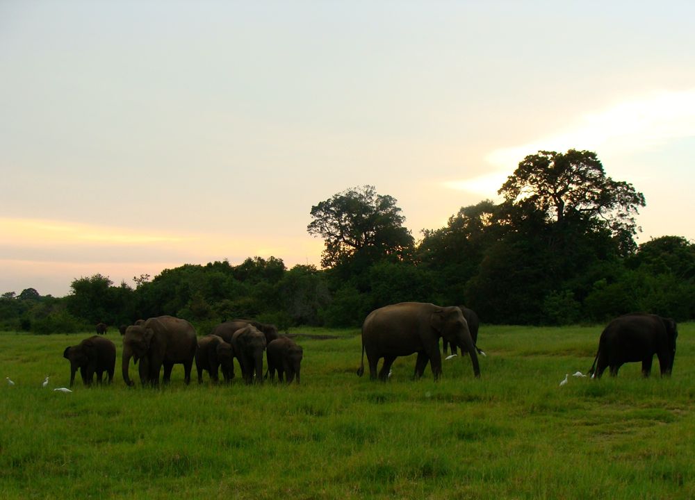 Elephant Sanctuary in Sri Lanka