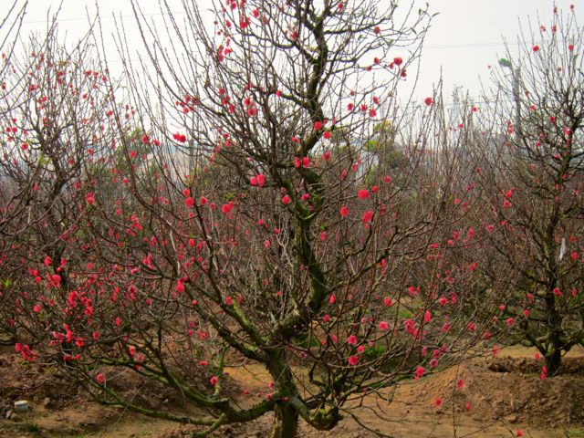 Old Peach Tree in Bloom for TET