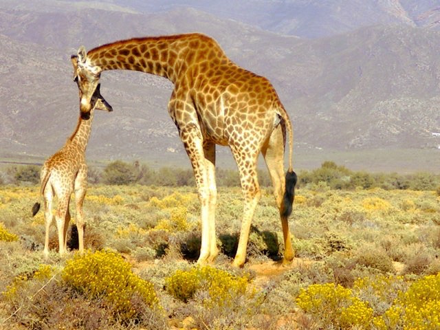 Mother and Child Giraffe