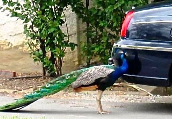 Peacock Pecking on a Car
