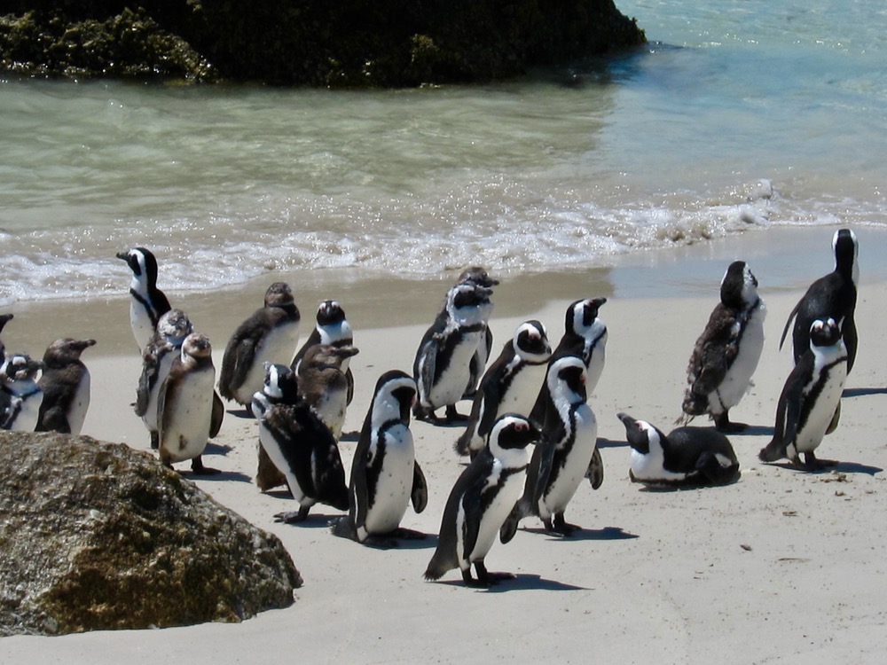 Pottering Penguins in the Western Cape