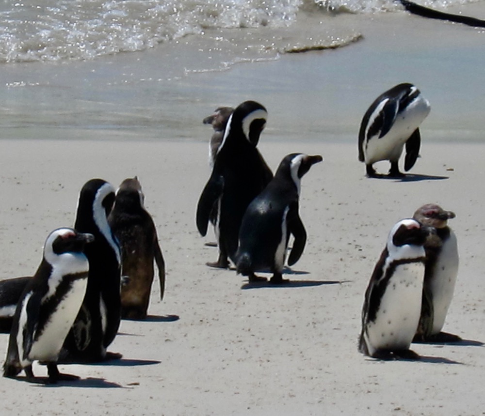 Sunning Penguins