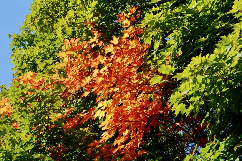 Maple Colours in Fall