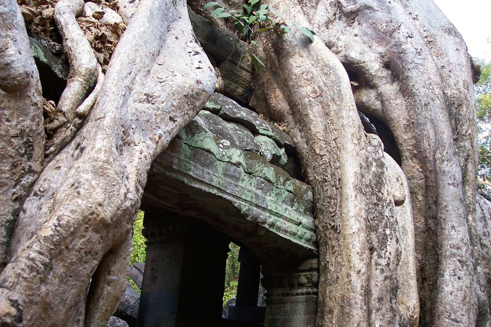 Roots Hugging Ta Phrom Temple
