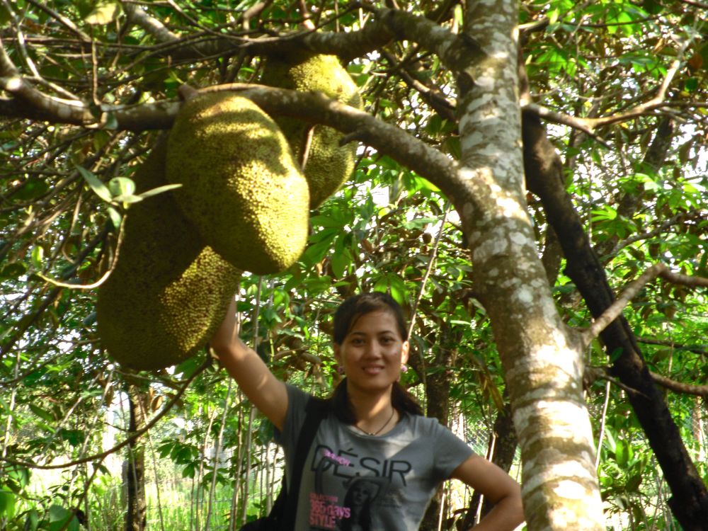 Cambodia Jackfruit
