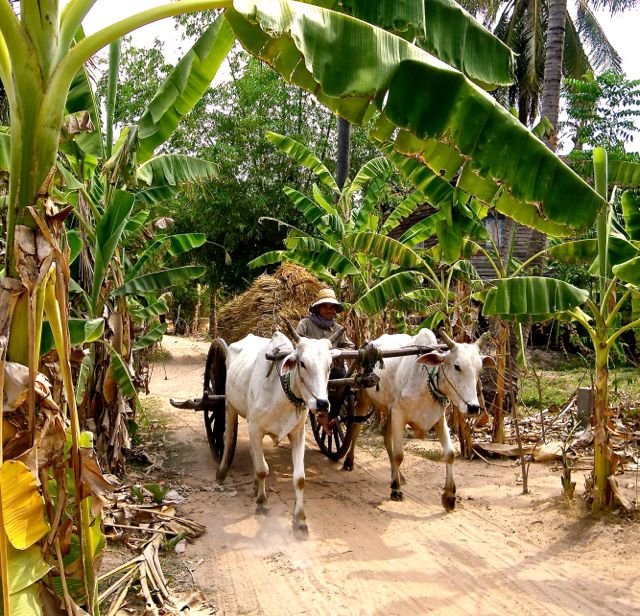Rural Transport in Cambodia