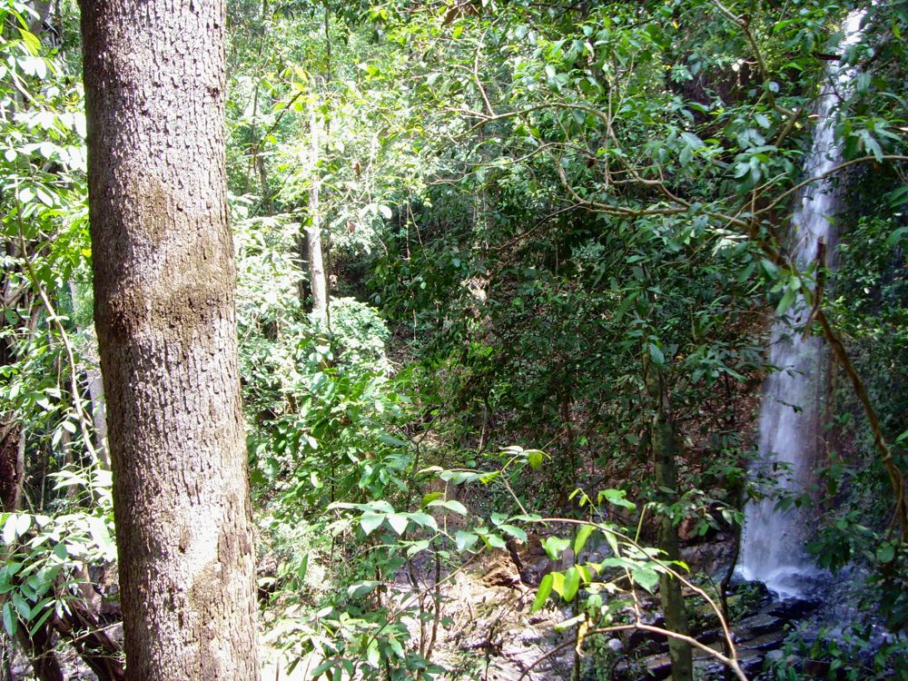 Ratanakiri Forest