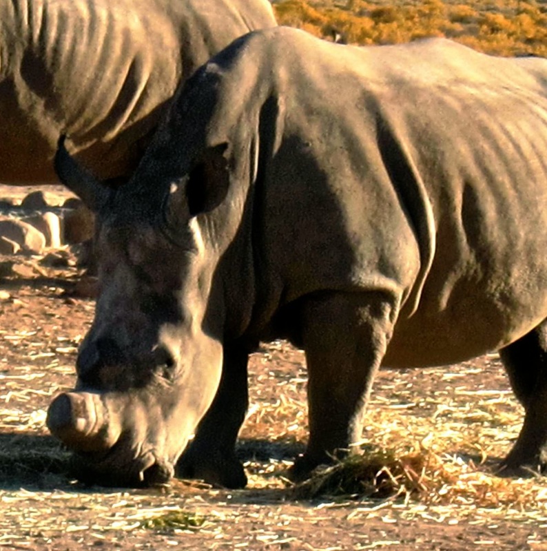 Rhino with Poached Horn