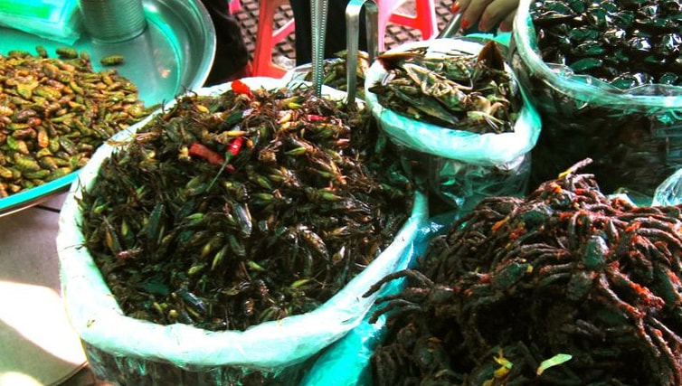 Insects as Snacks in Cambodia