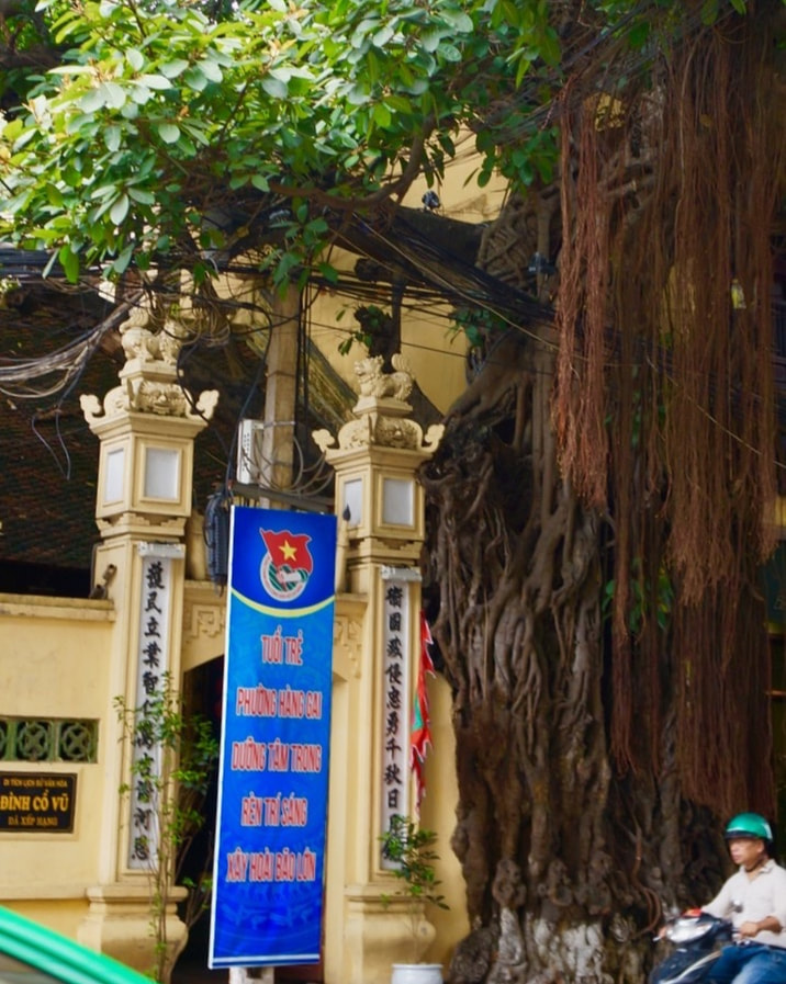 Cay Da Tree in Dinh Co Vu Hanoi