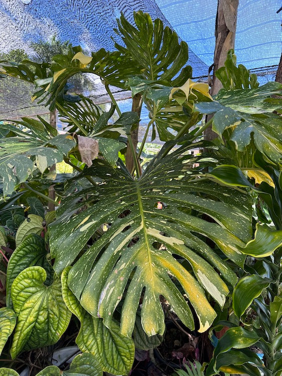Rare Plants in Dafalongs, San Dionisio