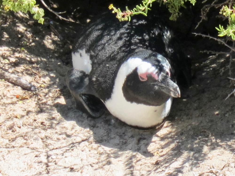 Nesting Penguin