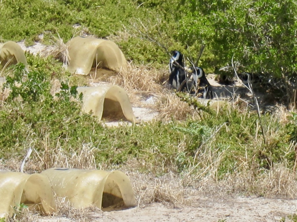 Penguins Sanctuary