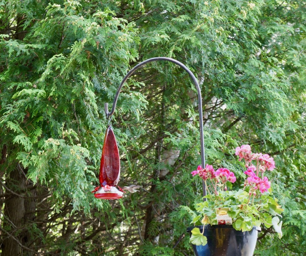 Hummingbird on a Feeder